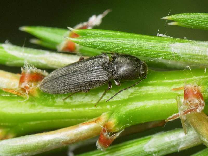 Dicronychus equiseti (Herbst, 1784)